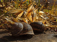 Βραδιά Φωτογραφίας